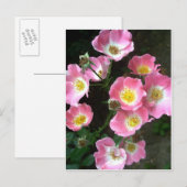 Secret Garden Rose Foto Postkarte (Vorne/Hinten)