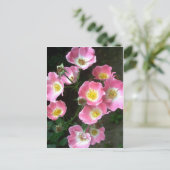 Secret Garden Rose Foto Postkarte (Stehend Vorderseite)