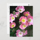 Secret Garden Rose Foto Postkarte (Vorne/Hinten)