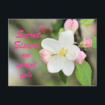 Secret Sister Apple Blossom Postcard - anpassen Postkarte<br><div class="desc">ändern Sie die Wörter vorne und hinten,  wie Sie möchten. Rufen Sie meinen ABSCHNITT "ASSORTED BLUME" auf oder geben Sie in meinem Suchfeld in der Nähe meiner rechten Seitenleiste Apple Blossoms ein,  um eine schöne Auswahl an passenden Karten,  Briefmarke und anderen passenden Gegenständen zu sehen</div>