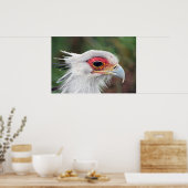 Secretary Bird of South Africa Foto Poster (Küche)