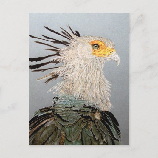 Secretary Bird Postkarte (Vorderseite)