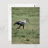 Secretary Bird, Tragestein Postkarte (Vorne/Hinten)