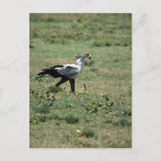 Secretary Bird, Tragestein Postkarte (Vorderseite)