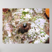 Secretary Blenny Poster (Vorne)