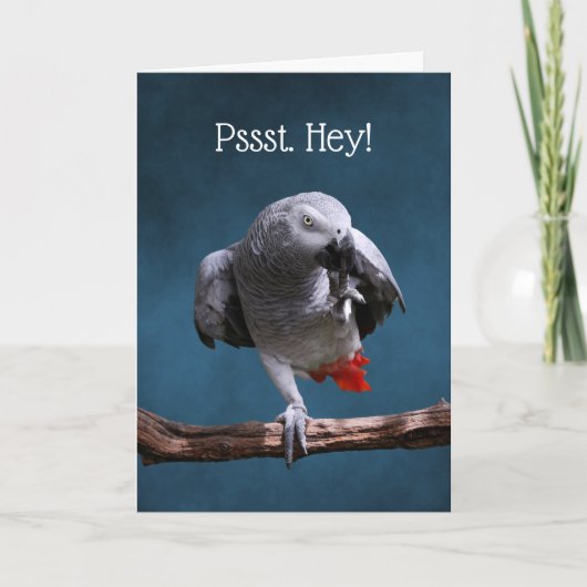 Secretive African Gray Parrot Birthday Karte (Vorderseite)