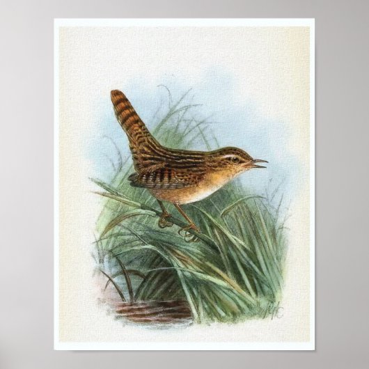 Sedge Wren Vintag Bird Illustration Poster (Vorne)