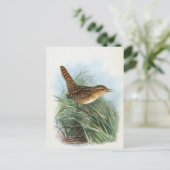Sedge Wren Vintag Bird Illustration Postkarte (Stehend Vorderseite)