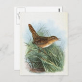 Sedge Wren Vintag Bird Illustration Postkarte (Vorne/Hinten)