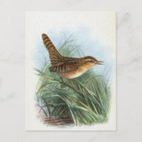 Sedge Wren Vintag Bird Illustration