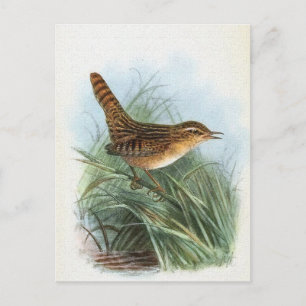 Sedge Wren Vintag Bird Illustration Postkarte