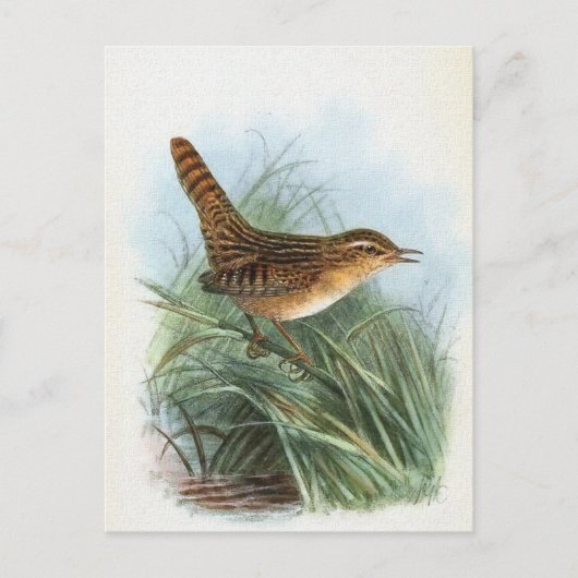 Sedge Wren Vintag Bird Illustration Postkarte (Vorderseite)