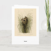 Sedge Wren von Audubons Vögeln Amerikas Karte (Rückseite)