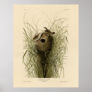 Sedge Wren von Audubons Vögeln Amerikas Poster