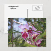 Sedona-Blume Postkarte (Vorne/Hinten)