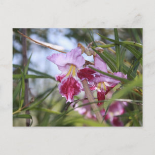 Sedona Blumen Postkarte