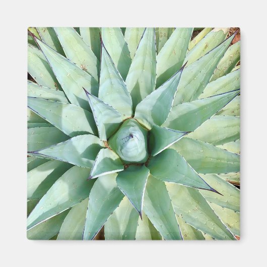 Sedona Green Agave Pflanzen Magnet (Vorne)