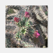 Sedona Pink Cactus Bloom Desert Magnet (Vorne)