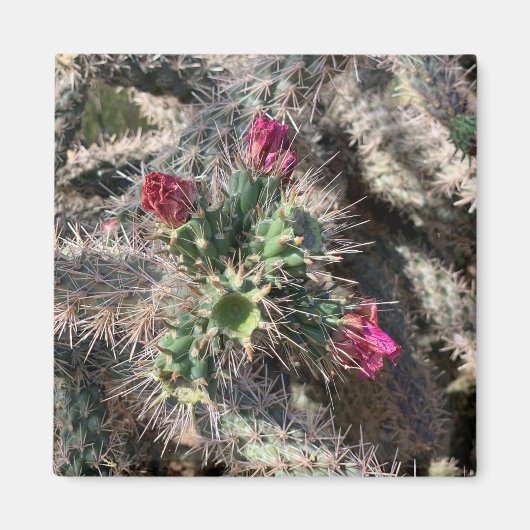 Sedona Pink Cactus Bloom Desert Magnet (Vorne)