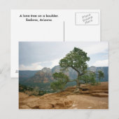 Sedona Tree Postkarte (Vorne/Hinten)