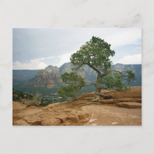 Sedona Tree Postkarte