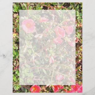 Sedum