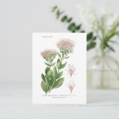 Sedum fabarium postkarte (Stehend Vorderseite)