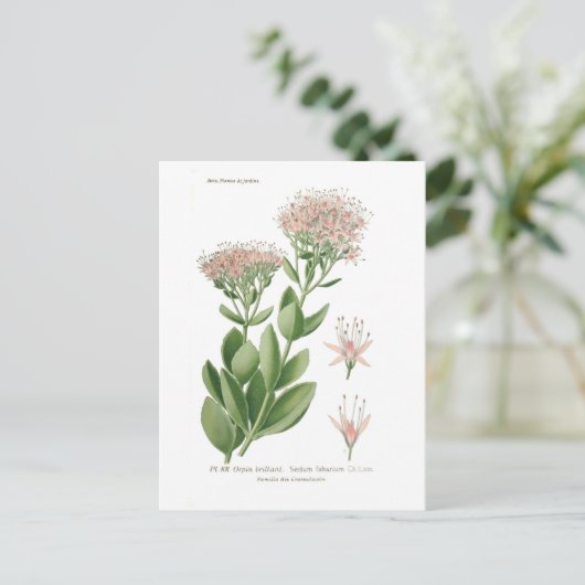 Sedum fabarium postkarte (Stehend Vorderseite)