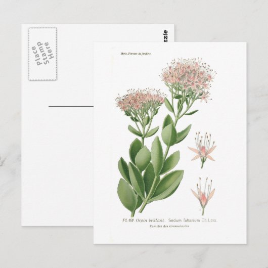 Sedum fabarium postkarte (Vorne/Hinten)