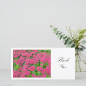 Sedum (Freude im Herbst) - Danke (Stehend Vorderseite)