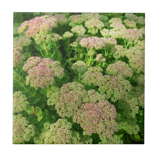 Sedum "Herbst-Freude " Fliese (Vorderseite)