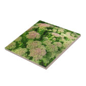 Sedum "Herbst-Freude " Fliese (Seite)