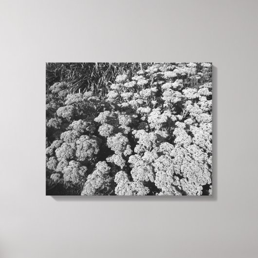 Sedum Herbstfreude (B&W) Leinwanddruck (Vorderseite)