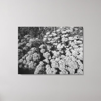 Sedum Herbstfreude (B&W) Leinwanddruck