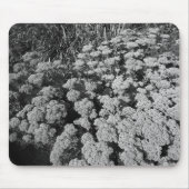 Sedum Herbstfreude (B&W) Mousepad (Vorne)