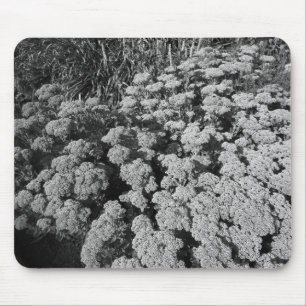 Sedum Herbstfreude (B&W) Mousepad