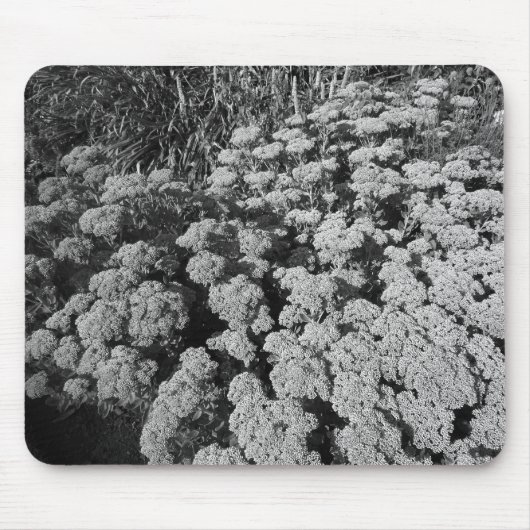 Sedum Herbstfreude (B&W) Mousepad (Vorne)
