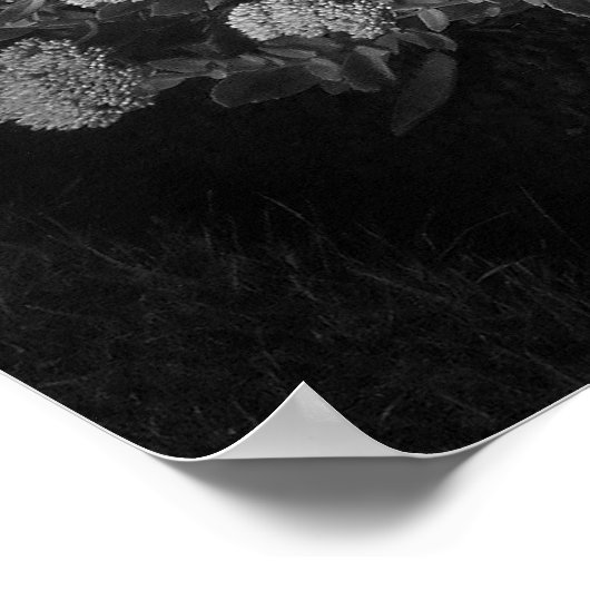 Sedum Herbstfreude (B&W) Poster (Ecke)