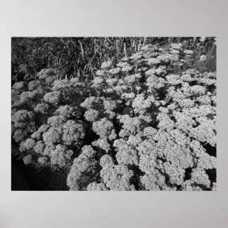 Sedum Herbstfreude (B&W) Poster