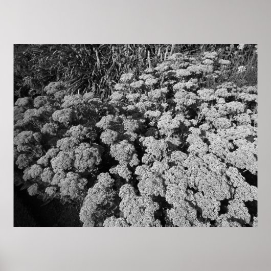 Sedum Herbstfreude (B&W) Poster (Vorne)