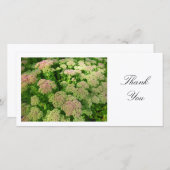 Sedum "Herbstfreude" - Danke (Vorne/Hinten)