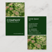 Sedum "Herbstfreude" - Dunkelgrün Visitenkarte (Vorne/Hinten)