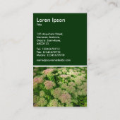 Sedum "Herbstfreude" - Dunkelgrün Visitenkarte (Rückseite)