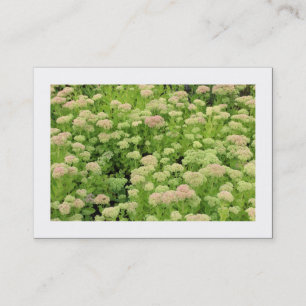Sedum (Herbstfreude) (grenzt) Visitenkarte