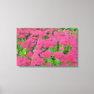 Sedum Herbstfreude II Leinwanddruck