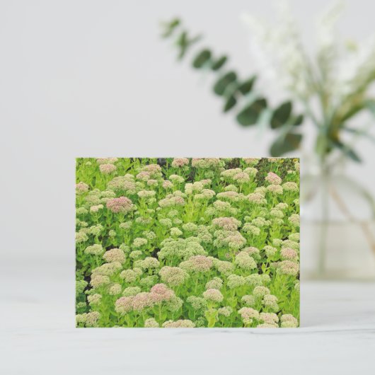 Sedum "Herbstfreude" im Späten August Postkarte (Stehend Vorderseite)