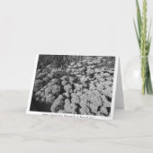 Sedum Herbstfreude Karte (Rückseite)