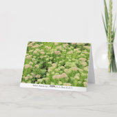 Sedum Herbstfreude Karte (Rückseite)
