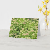 Sedum Herbstfreude Karte (Gelbe Blume)