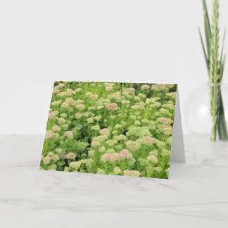 Sedum Herbstfreude Karte